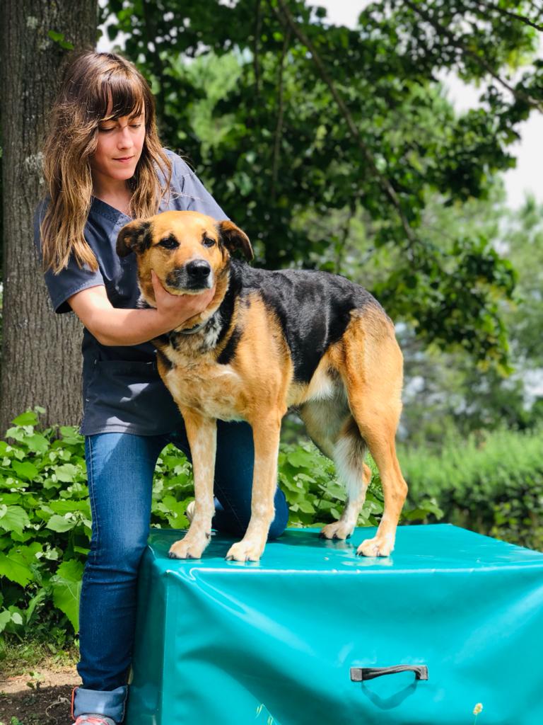 Terapia ultrasuoni per cani e gatti - SALUTE E BENESSERE ANIMALE