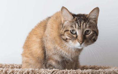 Come alleviare il dolore del gatto con la fisioterapia