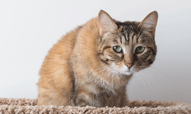 Come alleviare il dolore del gatto con la fisioterapia