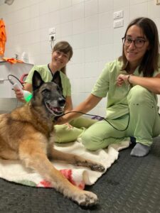 Fisioterapia e terapia occupazionale per aiutare gli animali con osteoartrosi