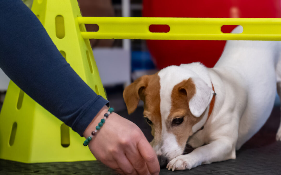 Come mantenere in salute le spalle del tuo cane