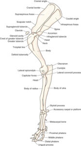 come mantenere in salute le spalle del tuo cane