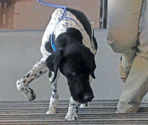 come mantenere in salute le spalle del tuo cane