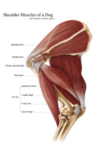 come mantenere in salute le spalle del tuo cane