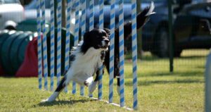 come mantenere in salute le spalle del tuo cane